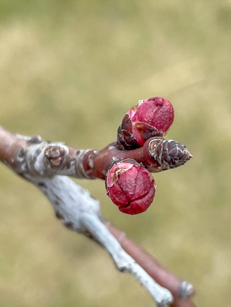 Die Knospe – Superheldin im Frühling