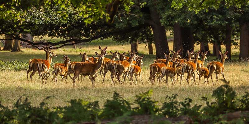 You are currently viewing UK retail venison market surges