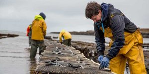 Aldi supports Scottish shellfish suppliers this Valentine’s Day