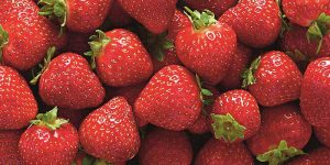 First Scottish strawberries of the season hit Aldi shelves