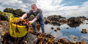 Read more about the article Seven jobs saved by seaweed start-up