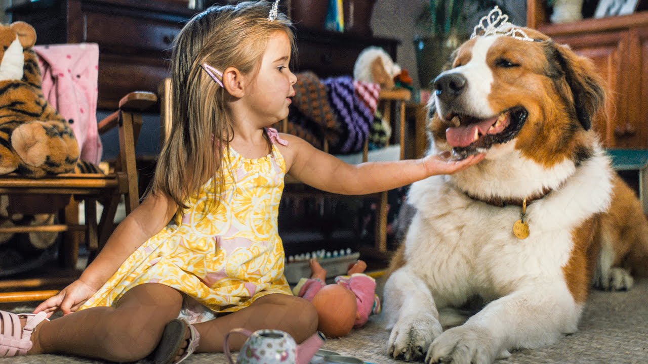 Mes Autres Vies De Chien Streaming Critique « Mes autres vies de chien » (2019) - SCREENTUNE