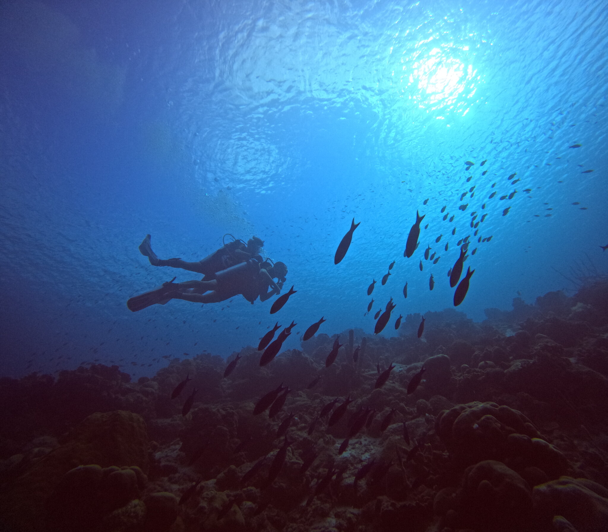 Discover Scuba Diving (Intro. dive) Scuba Do Bonaire