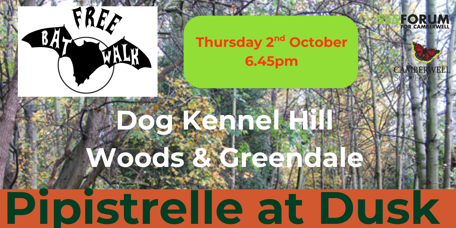 Camberwell News: Free Bat walk in the woods, Camberwell Neighbourhood Survey and more local news…