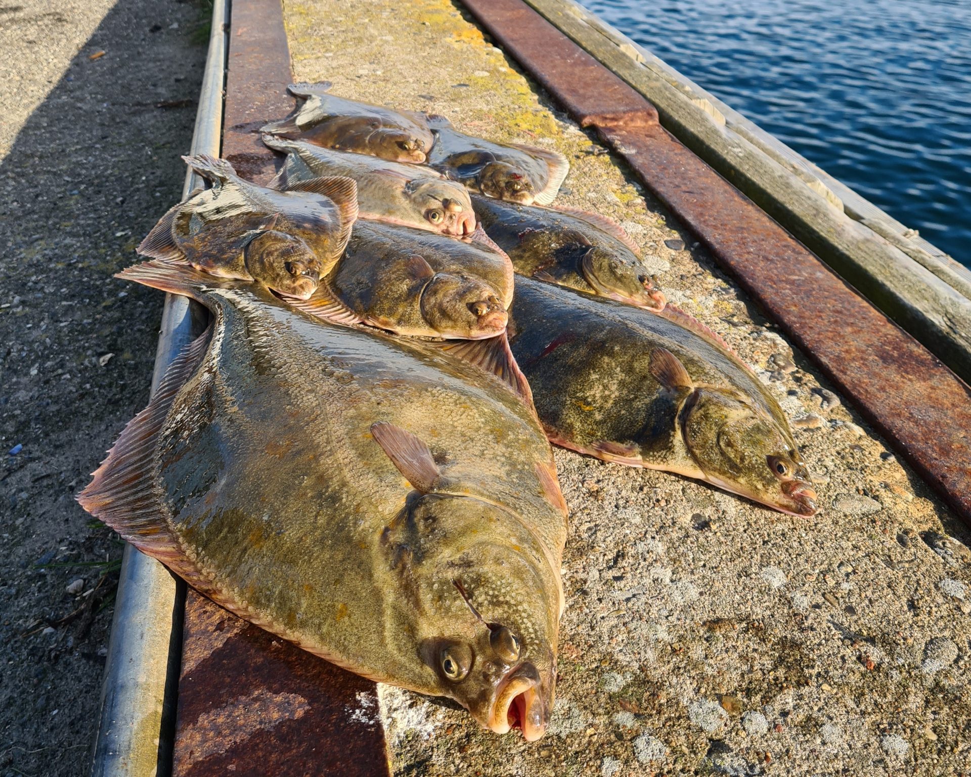 Guidede fisketure efter fladfisk