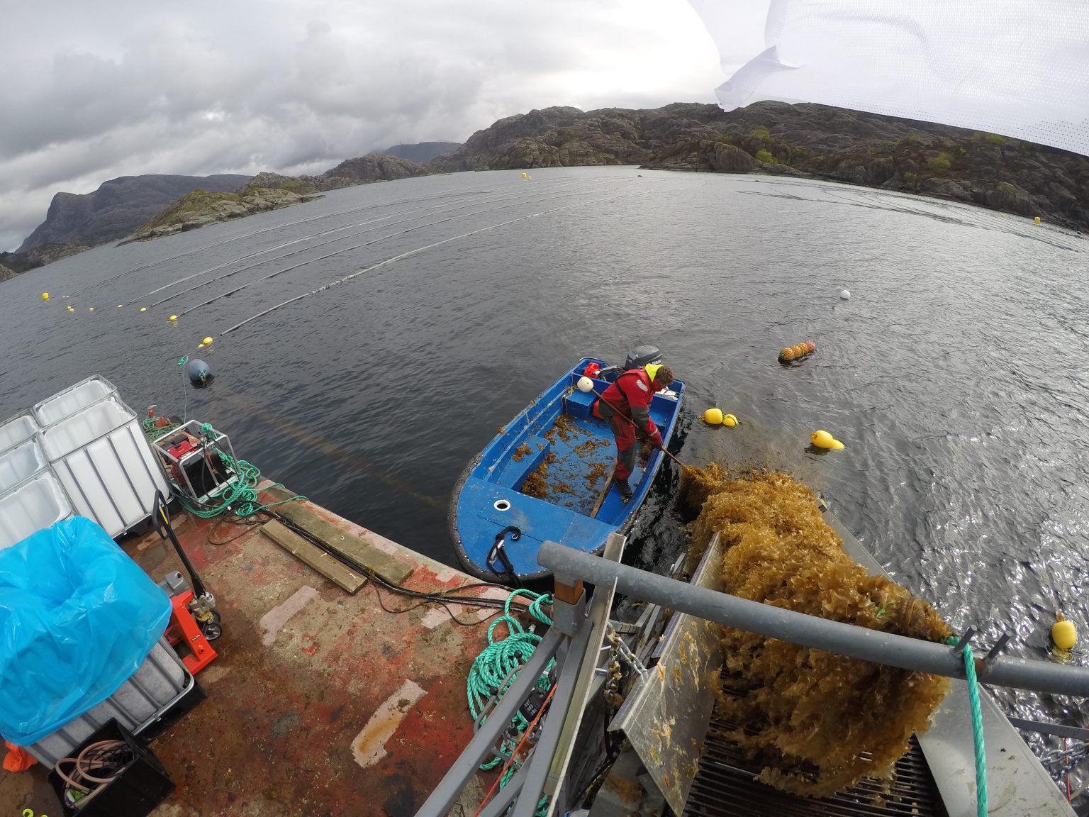 Seawiser seaweed farm harvesting with machinery in Norway