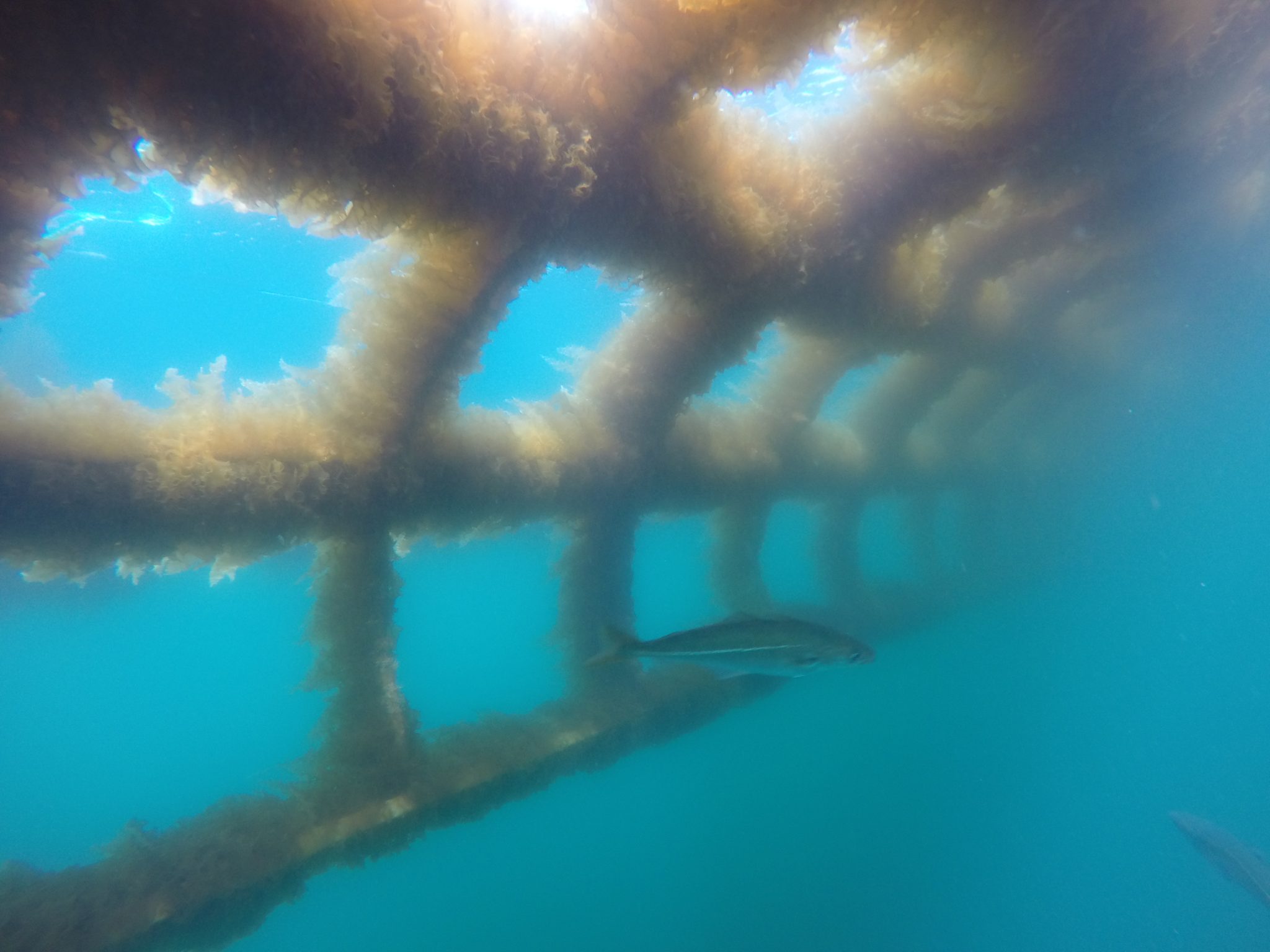 Seaweed propagation underwater at sea, growing on a rope grid, with fish swimming by