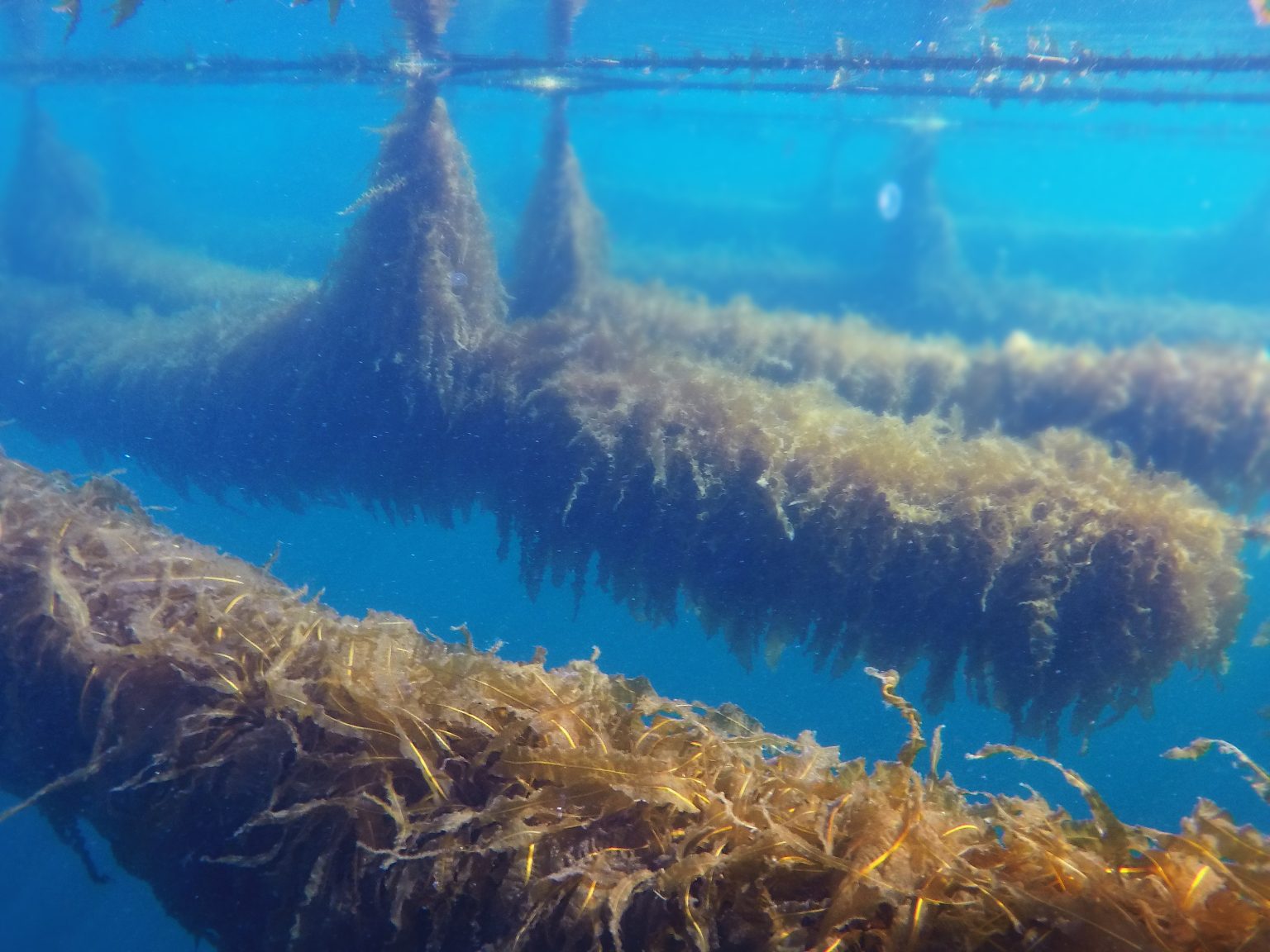Seaweed cultivation underwater rope construction
