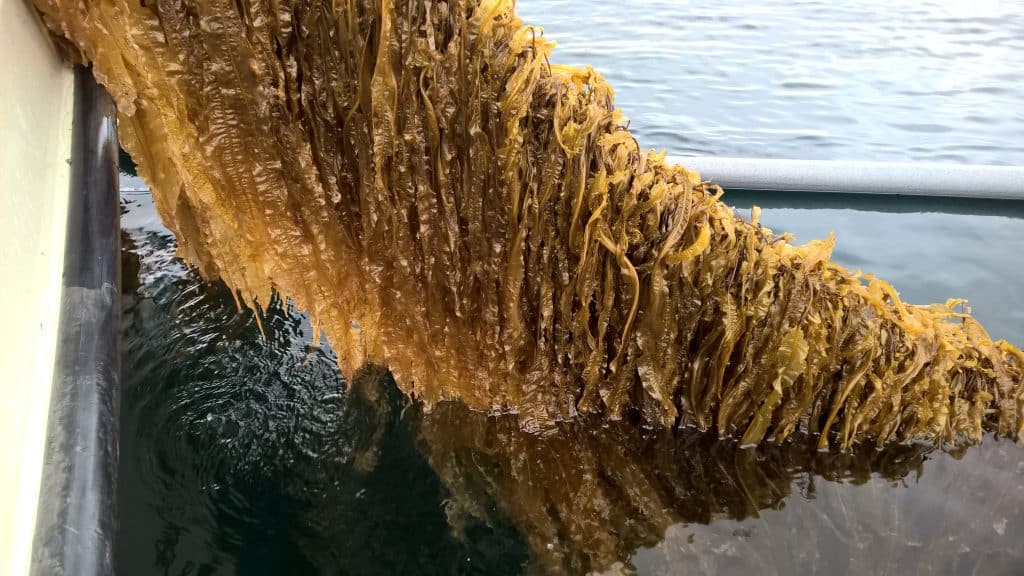 Kelp seaweed propagated on rope being pulled out of the water