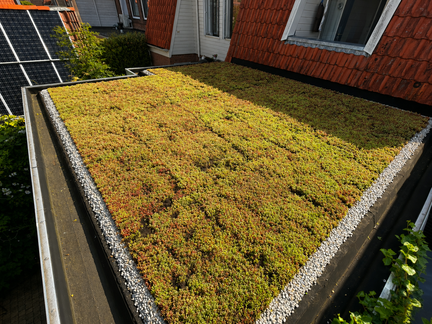 Sedumdak van 25 m² op een uitbouw in Enkhuizen