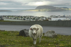 Faroe-18