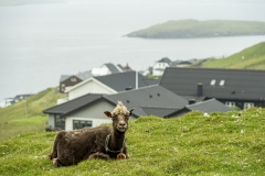 Faroe-28