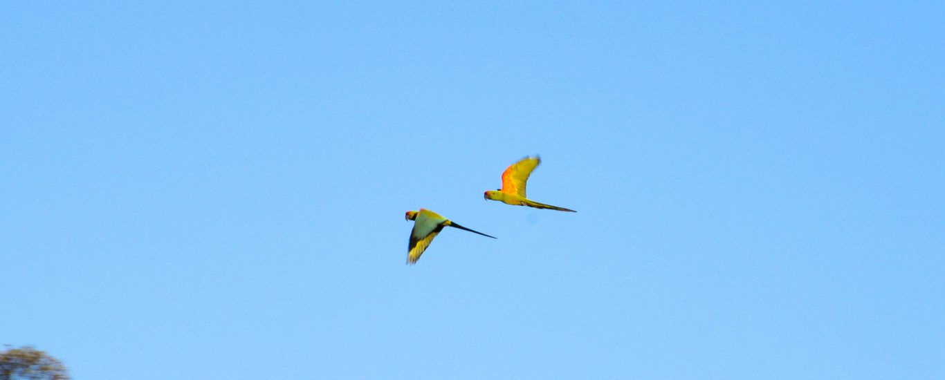 Flying pair