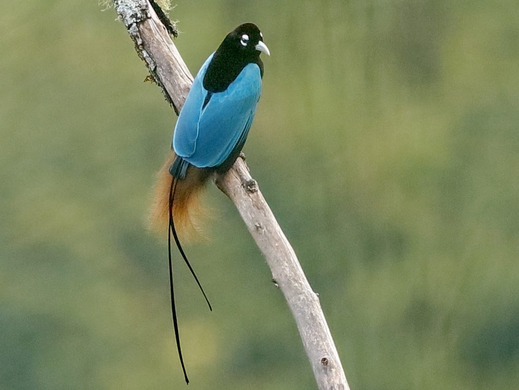 Blue bird of paradise holger teichmann