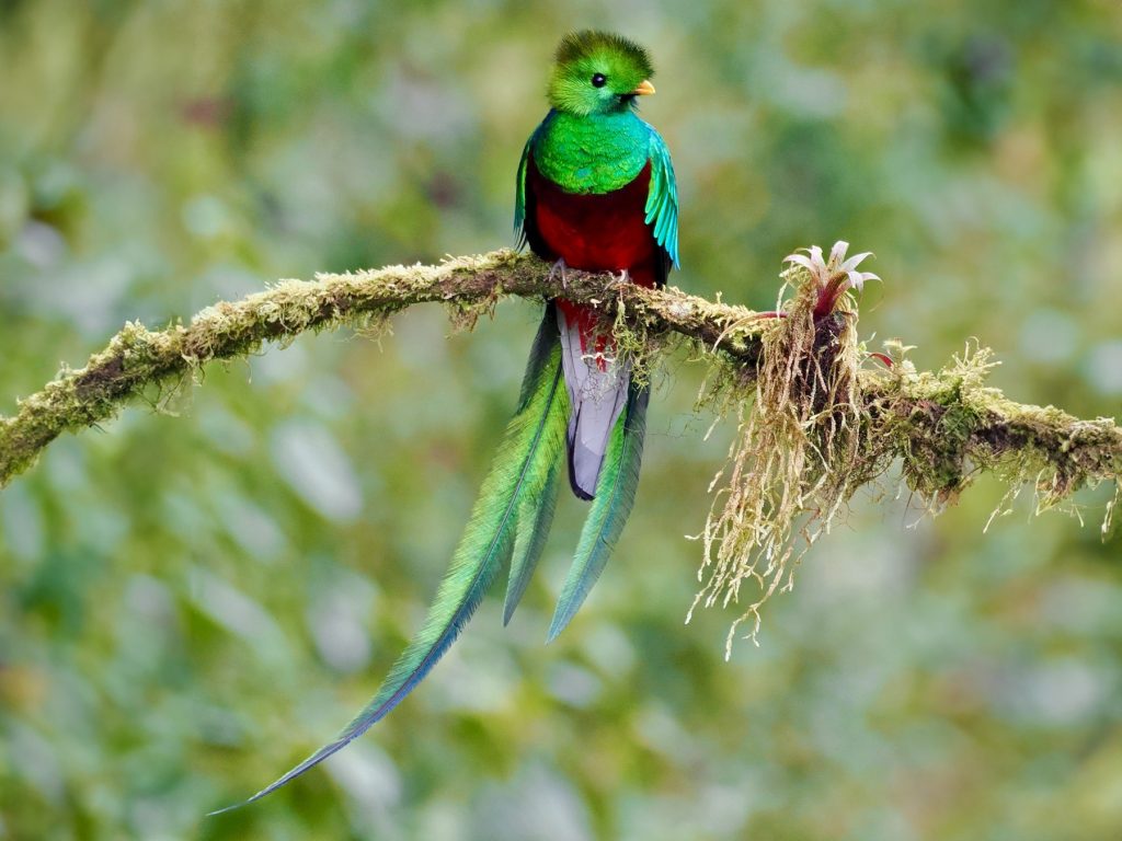 Resplendent quetzal gabriel willow