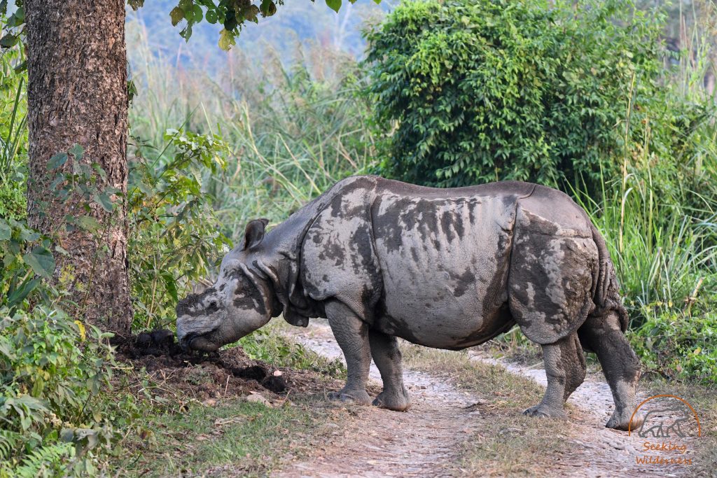 NepalSW