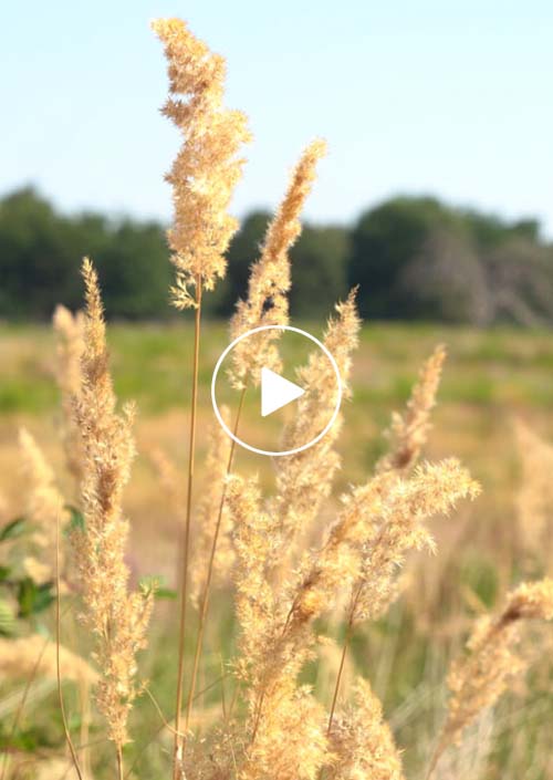 Meditatievideo met natuur in beeld | SEEK