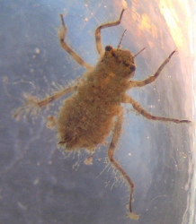 523px-Anisoptera_larva (218x250)