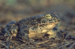 Bufo_viridis_(Marek_Szczepanek) (250x163)