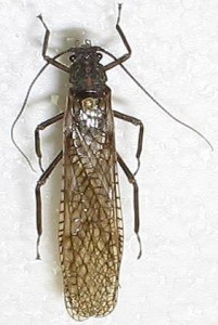 Pteronarcyidae