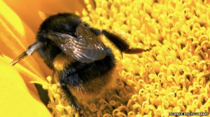 bumblebee_on_sunflower-spl