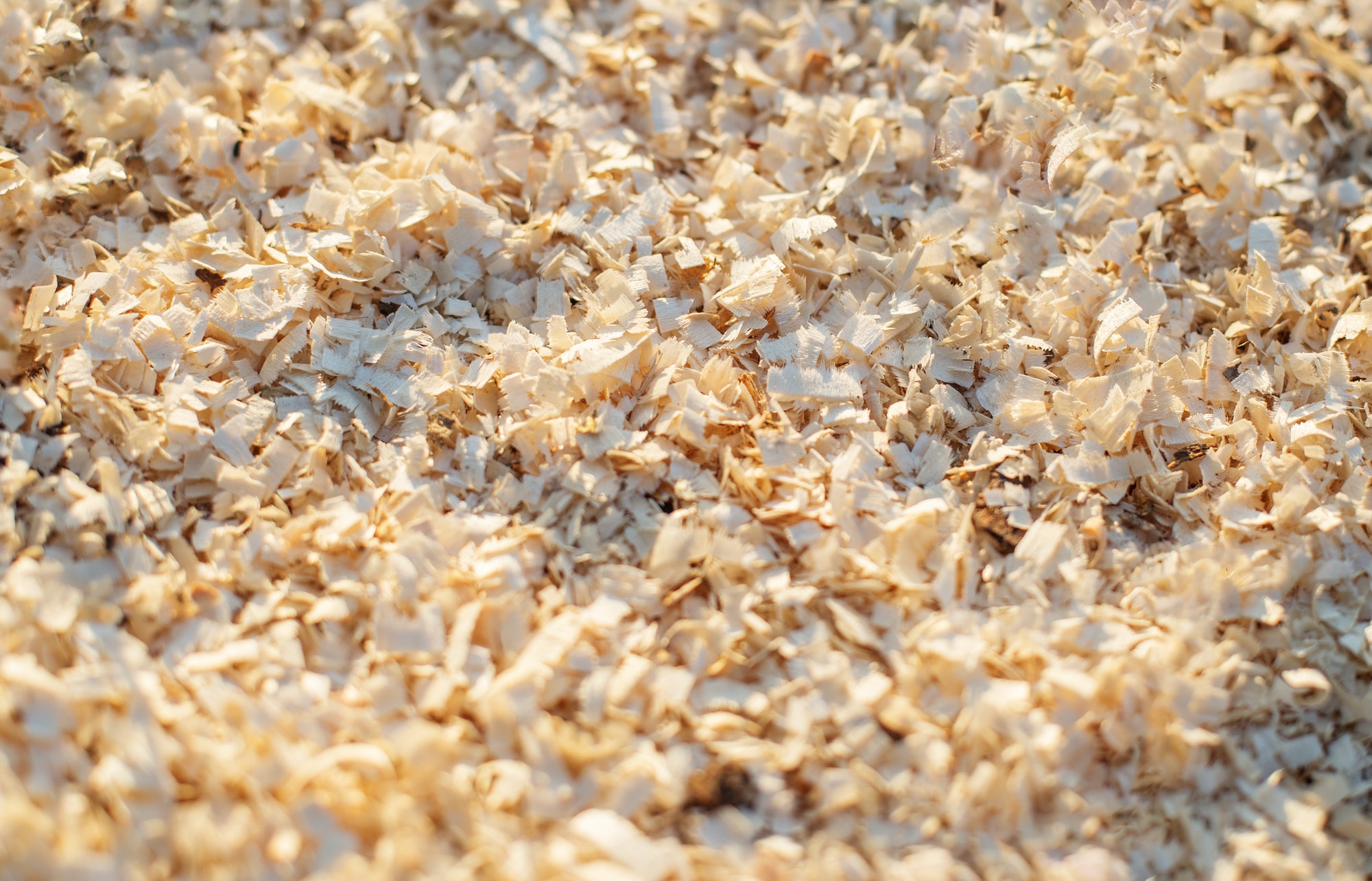 Sawdust or wood dust texture background. Close-up of sawdust. View from above.