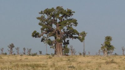 Senegal Landschaft