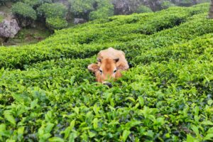 A cow in Kolukkumalai Tea plantations in Munnar, Kerala, India