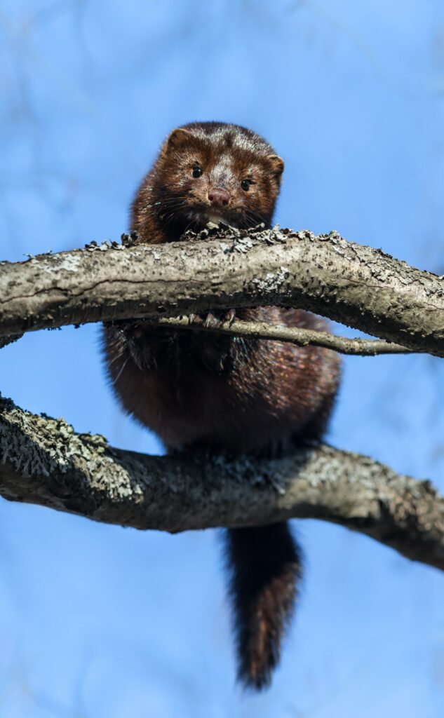 Coronavirus minkfarm American minks