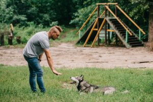 cynologist and husky dog training lying command with hand gesture