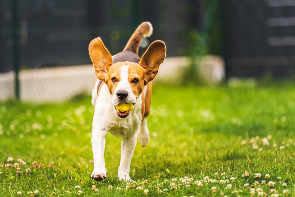 Hvorfor skal man endelig tage til hundetræning? Her forklarer vi hvad dig og din hund kan få ud af hundetræning og hvalpetræning.