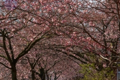 16 Allé af blomstrende træer ved Torveparken. Foto: Lise Peltola