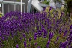 Lavendel ved Tivoli Hotel. Foto: Lise Peltola