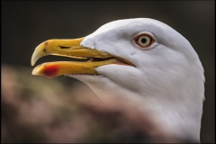 Sølvmåge. Herring Gull.