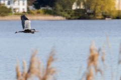 Hejren. Fototur ved Aldershvile Slotspark. Foto: Lise Peltola