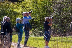 Rovfugl i sigte. Fototur ved Aldershvile Slotspark. Foto: Lise Peltola