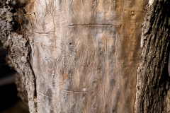 Larver har lavet Nazca-inskriptioner under barken