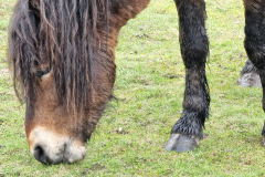 HGP_Exmoor-pony