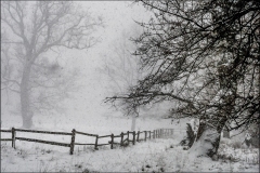 Dyrehaven i vinterdragt