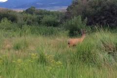 IMG_3880_b-Emigrant-Deer