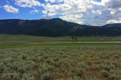 IMG_4013_b-Lamarr-Valley-Grazing-buffaloes-on-the-other-brink-of-Lamarr-River