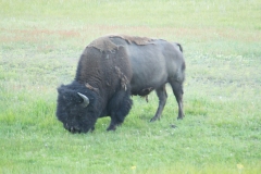 MG_1021-Buffalo