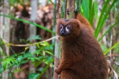 Rødmalet lemur. Madagascar, ved kanalen fra Toamasina. Foto: Lise Peltola