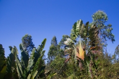 De rejsendes træ. Madagascar, ved kanalen fra Toamasina. Foto: Lise Peltola