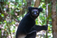 Sort lemur. Madagascar, ved kanalen fra Toamasina. Foto: Lise Peltola