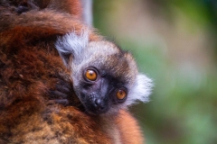 En lemur-baby. Madagascar, Kanalen langs østkysten fra Toamasina. Foto: Lise Peltola