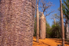 Baobabtræer. Madagascar, Reniala Reserve. Foto: Lise Peltola