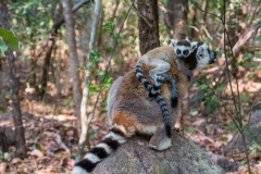 Kattalemur. Madagascar, Anja Community Reserve. Foto: Lise Peltola