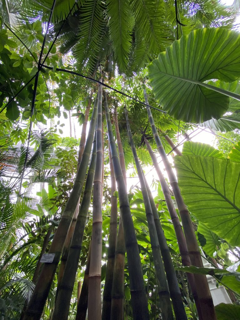 Bambus i Palmehuset i Botanisk Have.
