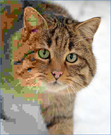 En kat gengivet med varierende JPEG-komprimering - fra venstre mod højre: 98 % til 0 %.